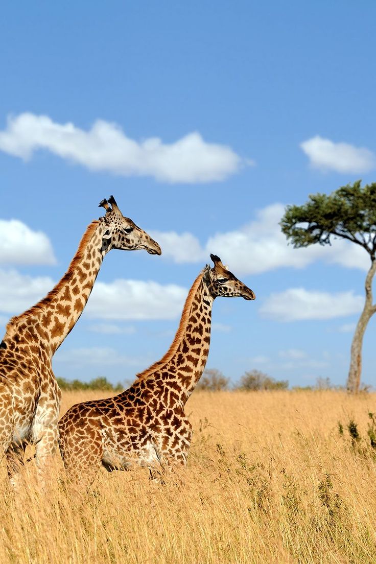 Top 10 Safari Destinations in Africa - Road Affair